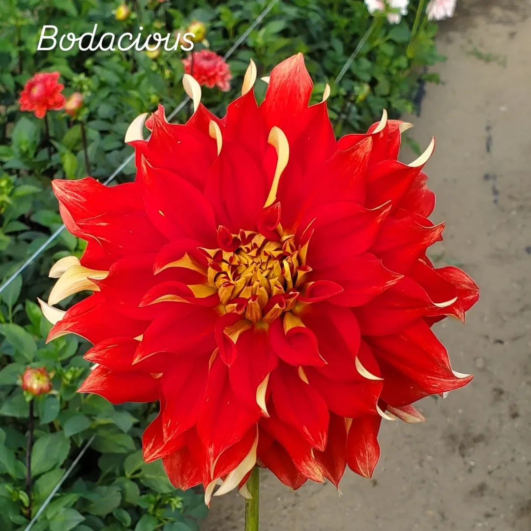 Bodacious Informal Decorative Dahlia