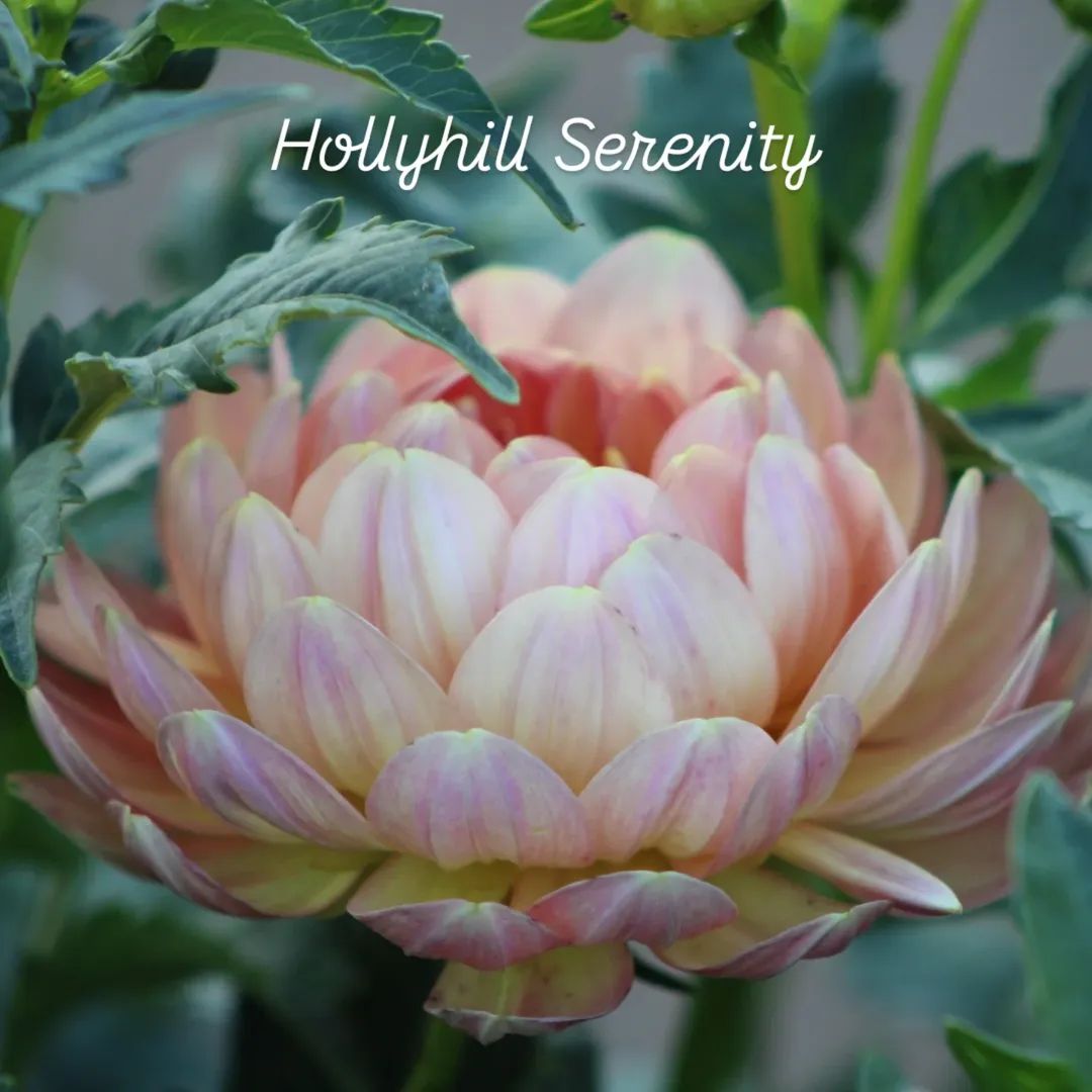 Hollyhill Serenity Waterlily Dahlia
