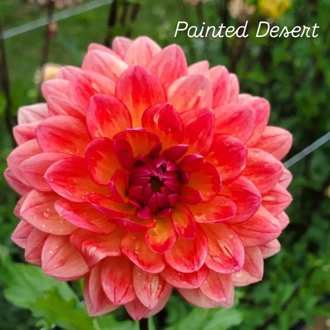 Painted Desert Waterlily Dahlia