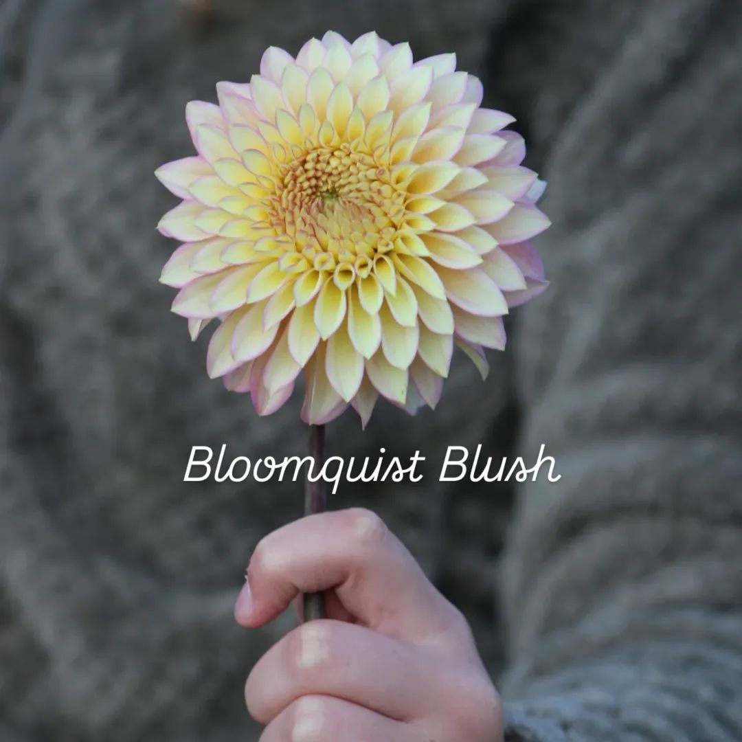 Bloomquist Blush Stellar Dahlia