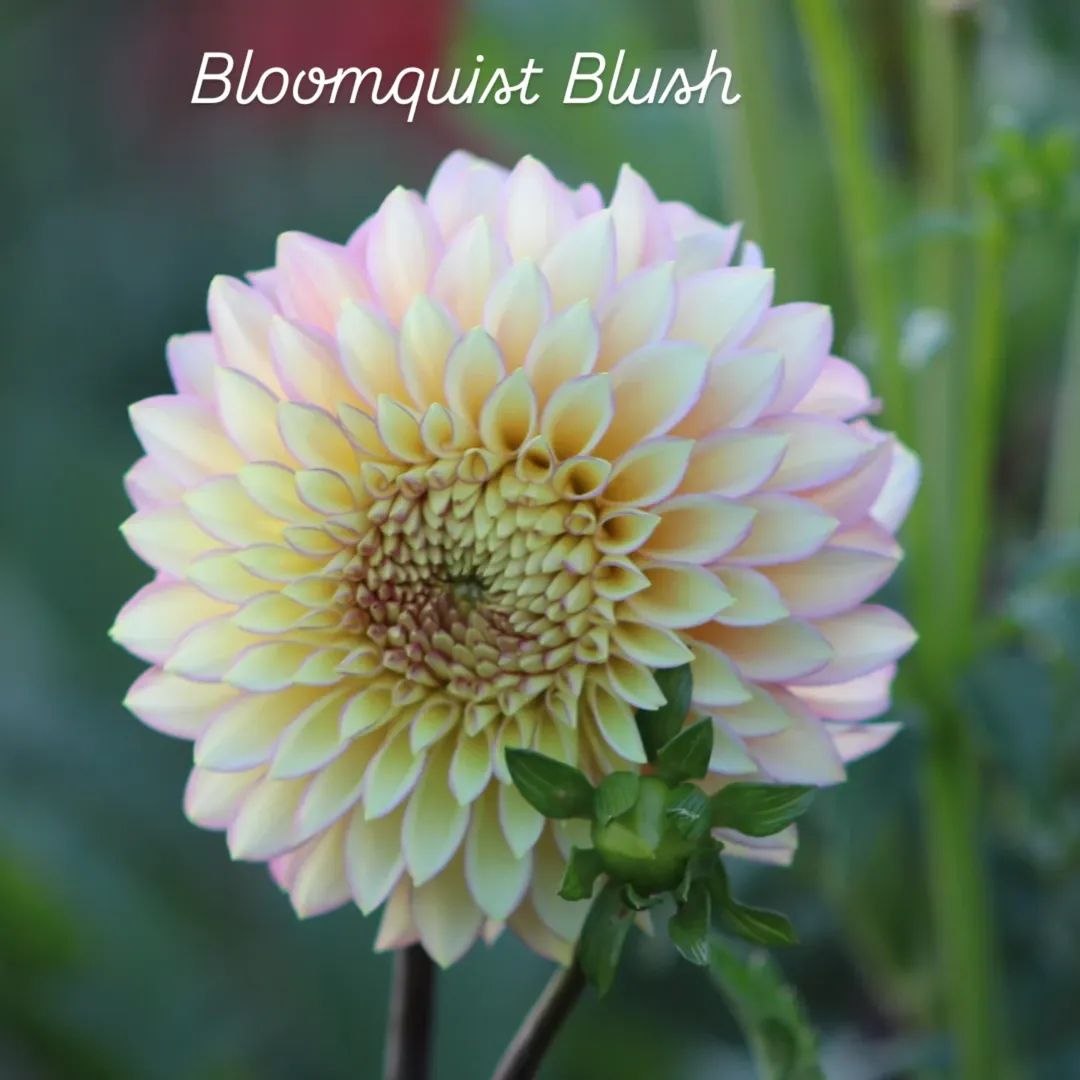 Bloomquist Blush Stellar Dahlia