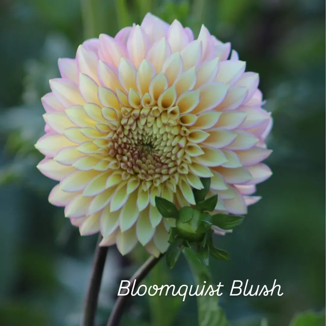 Bloomquist Blush Stellar Dahlia