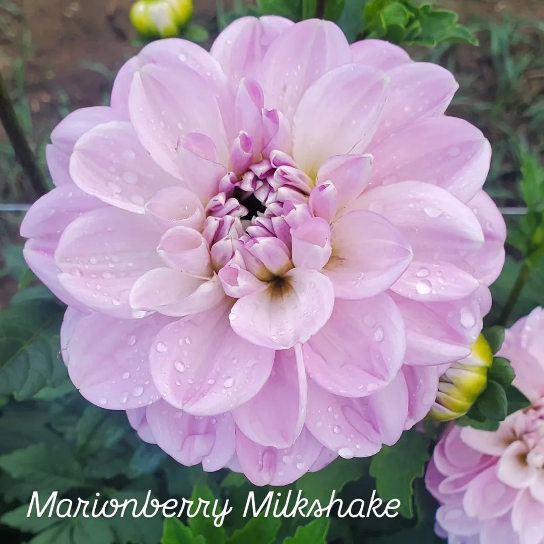 Marionberry Milkshake Decorative Dahlia
