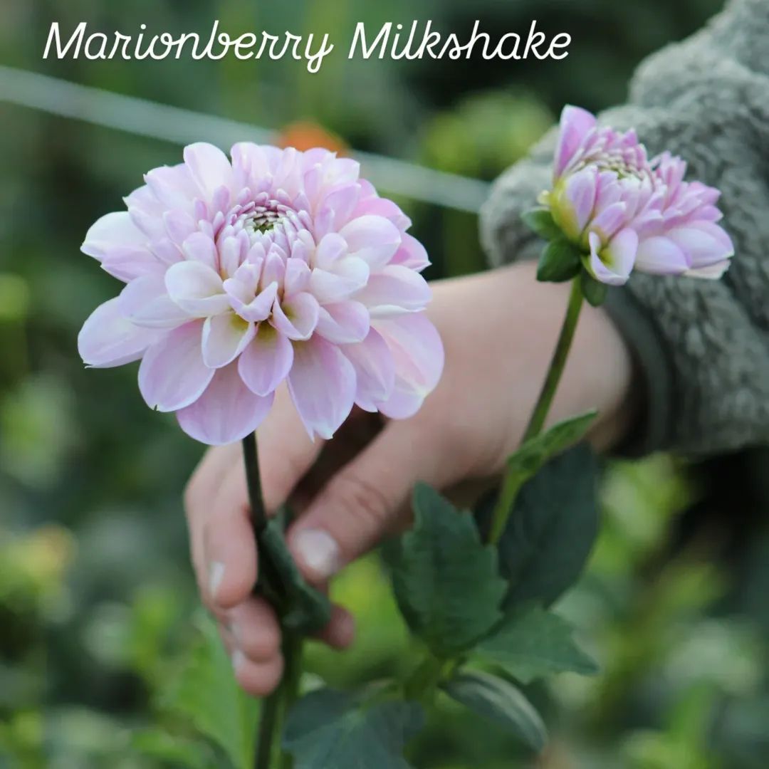 Marionberry Milkshake Decorative Dahlia