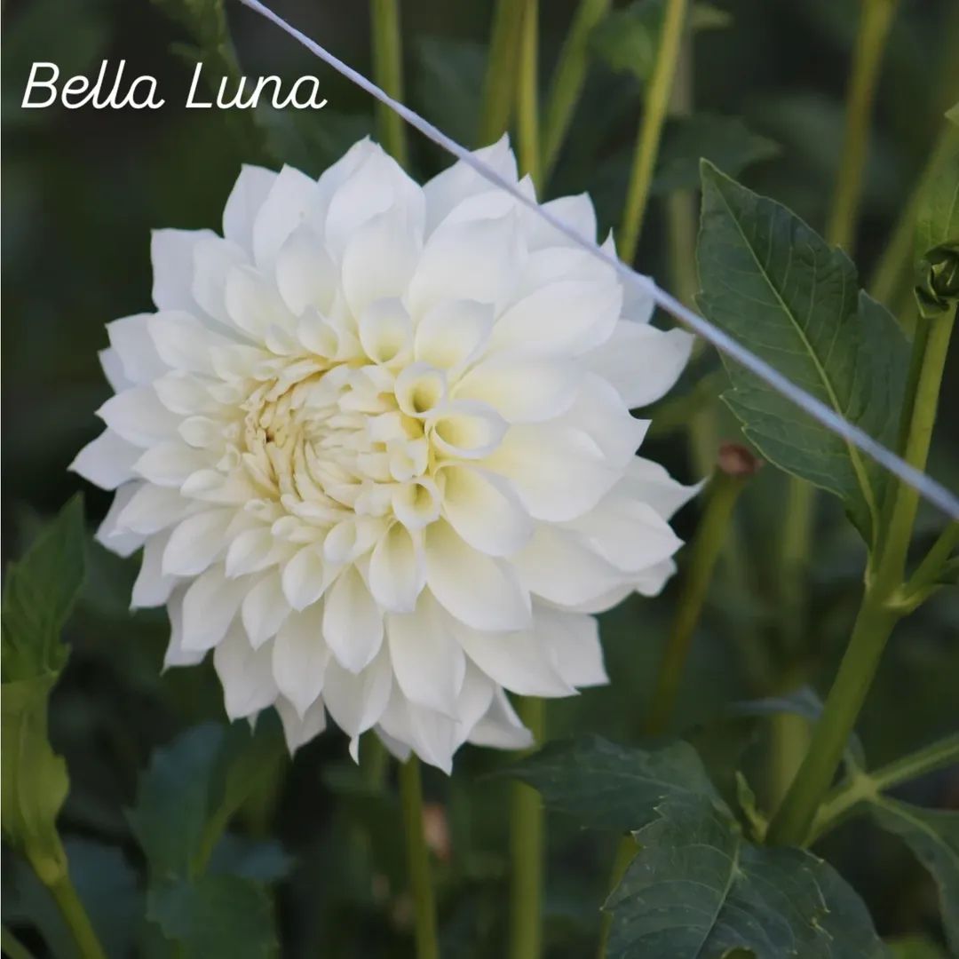 Bella Luna Formal Decorative Dahlia