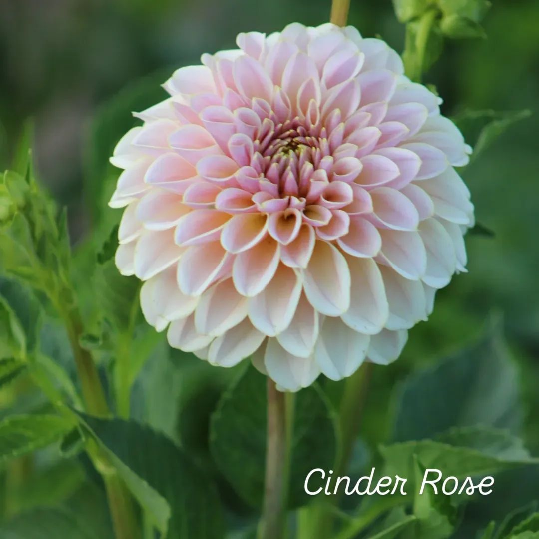 Cinder Rose Formal Decorative Dahlia