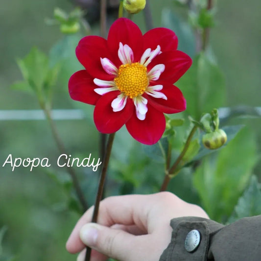 Apopa Cindy Collarette Dahlia