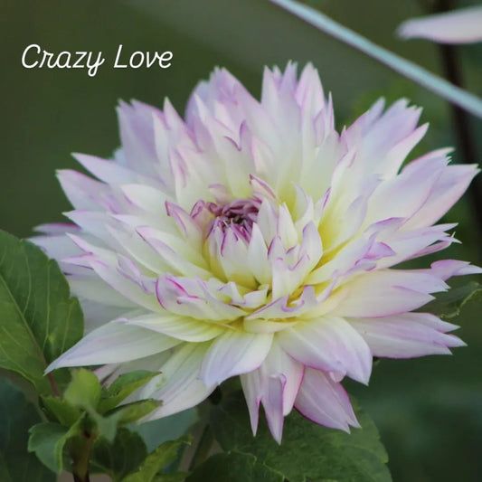 Crazy Love Informal Decorative Dahlia