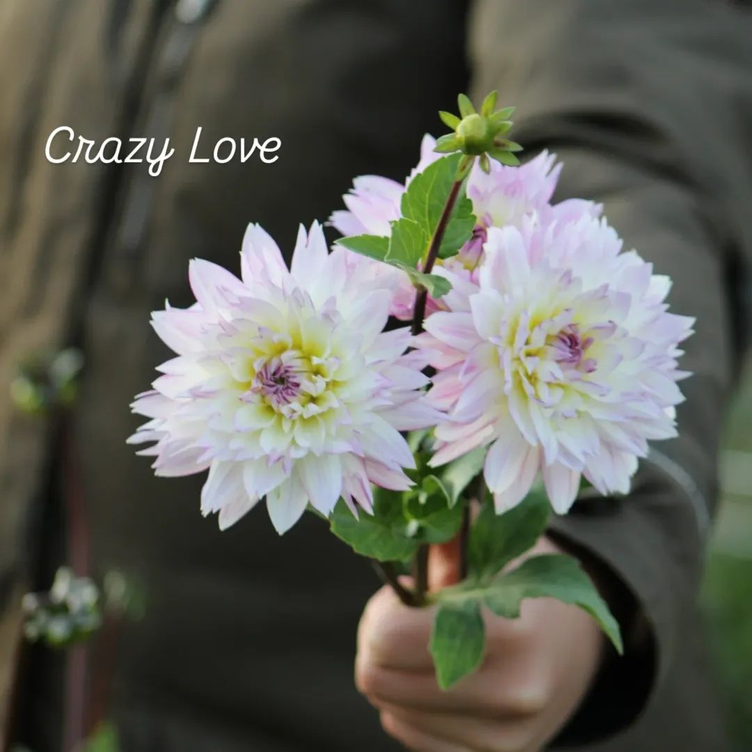 Crazy Love Informal Decorative Dahlia