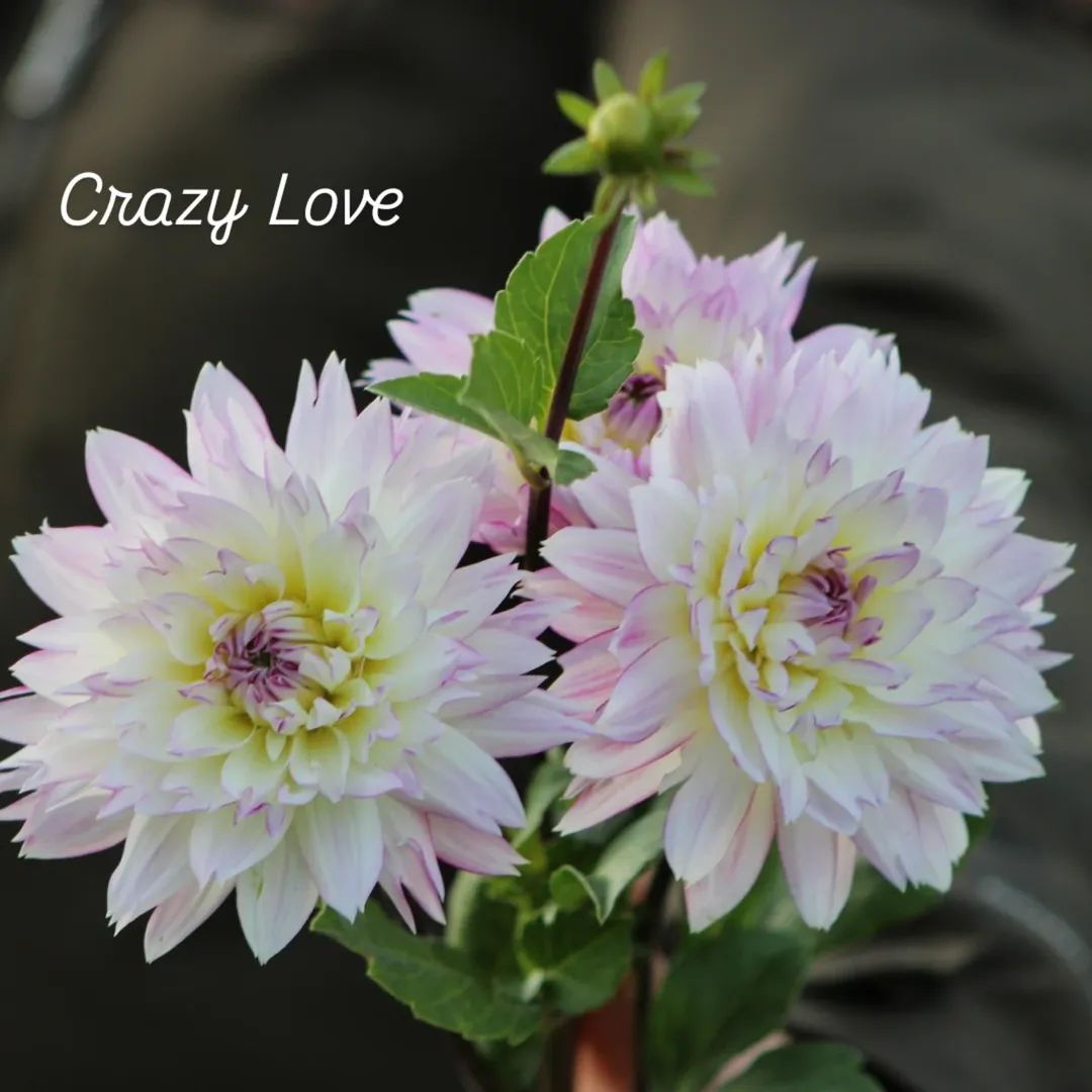 Crazy Love Informal Decorative Dahlia