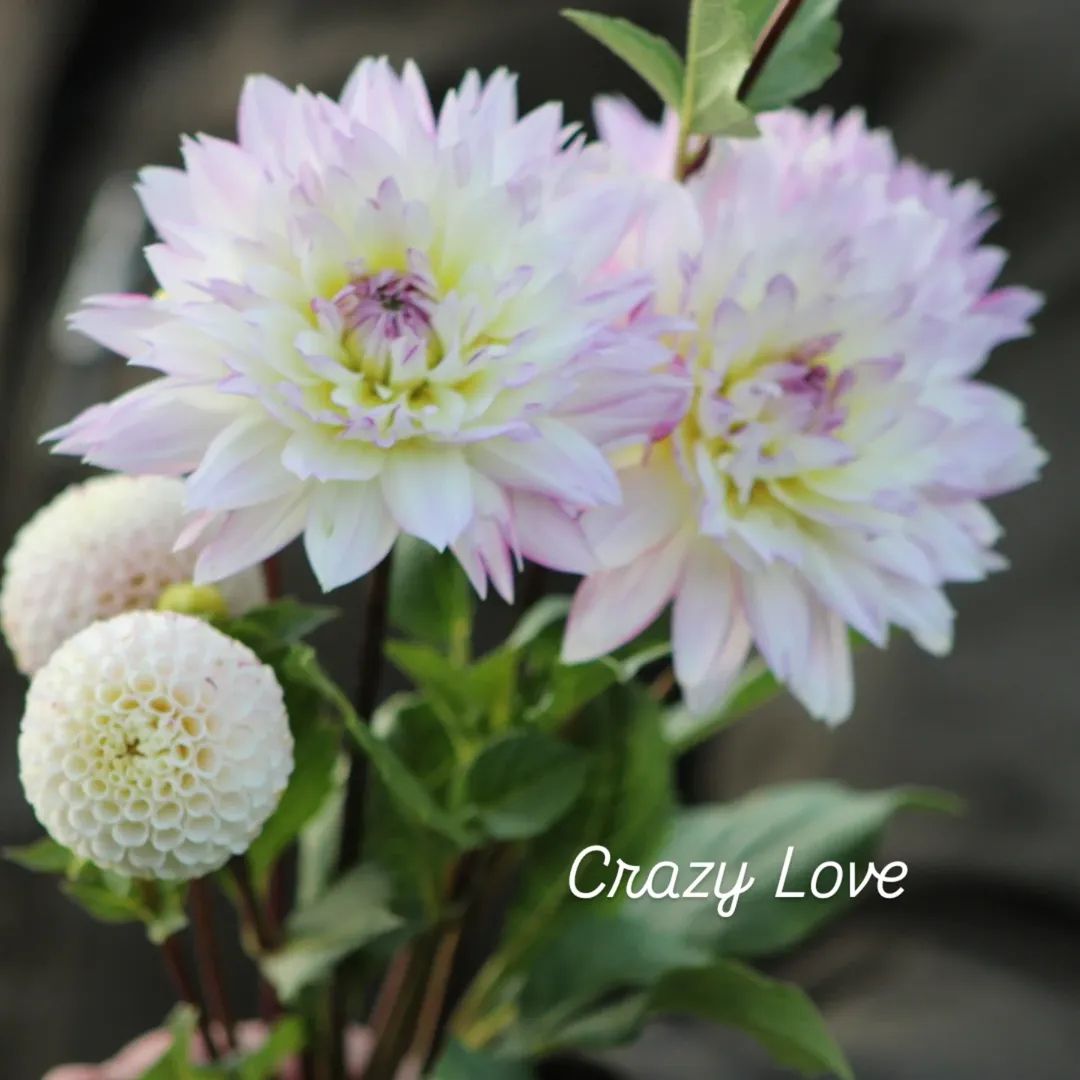 Crazy Love Informal Decorative Dahlia