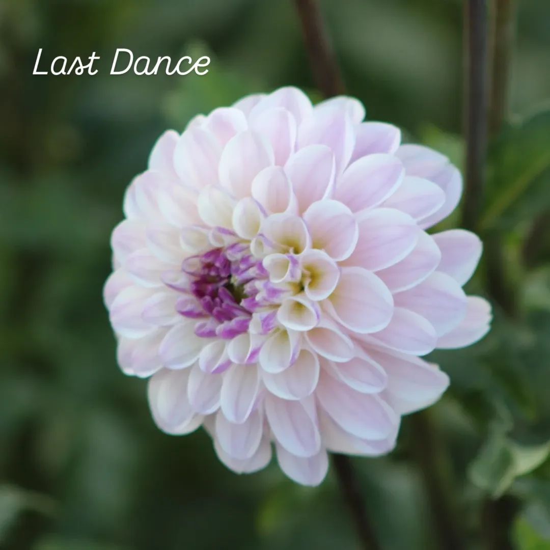 Last Dance Formal Decorative Dahlia