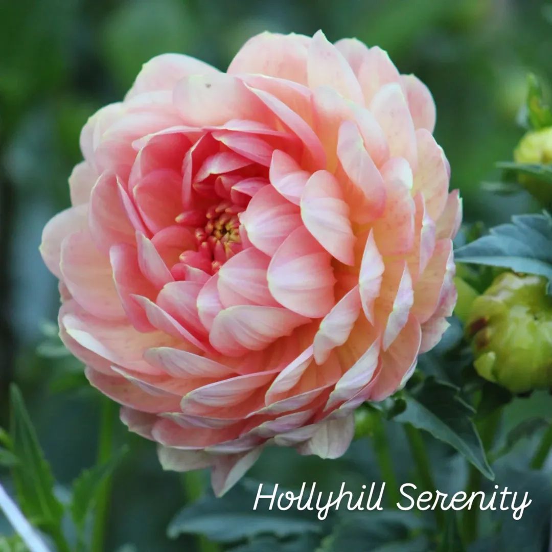 Hollyhill Serenity Waterlily Dahlia