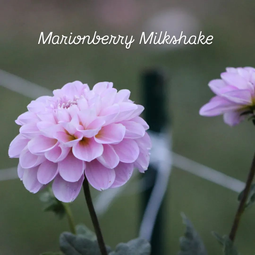 Marionberry Milkshake Decorative Dahlia