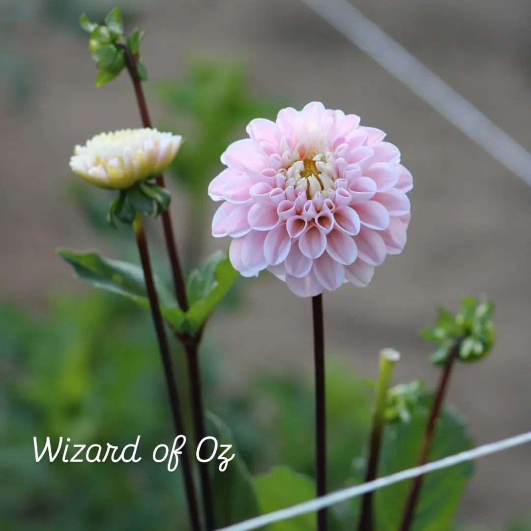 Wizard of Oz Ball Dahlia