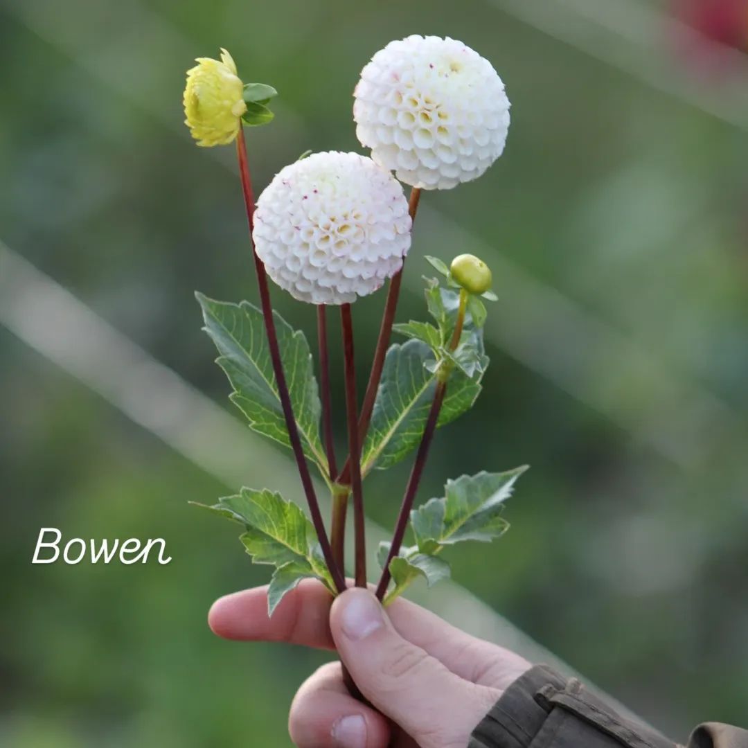 Bowen Pompon Dahlia