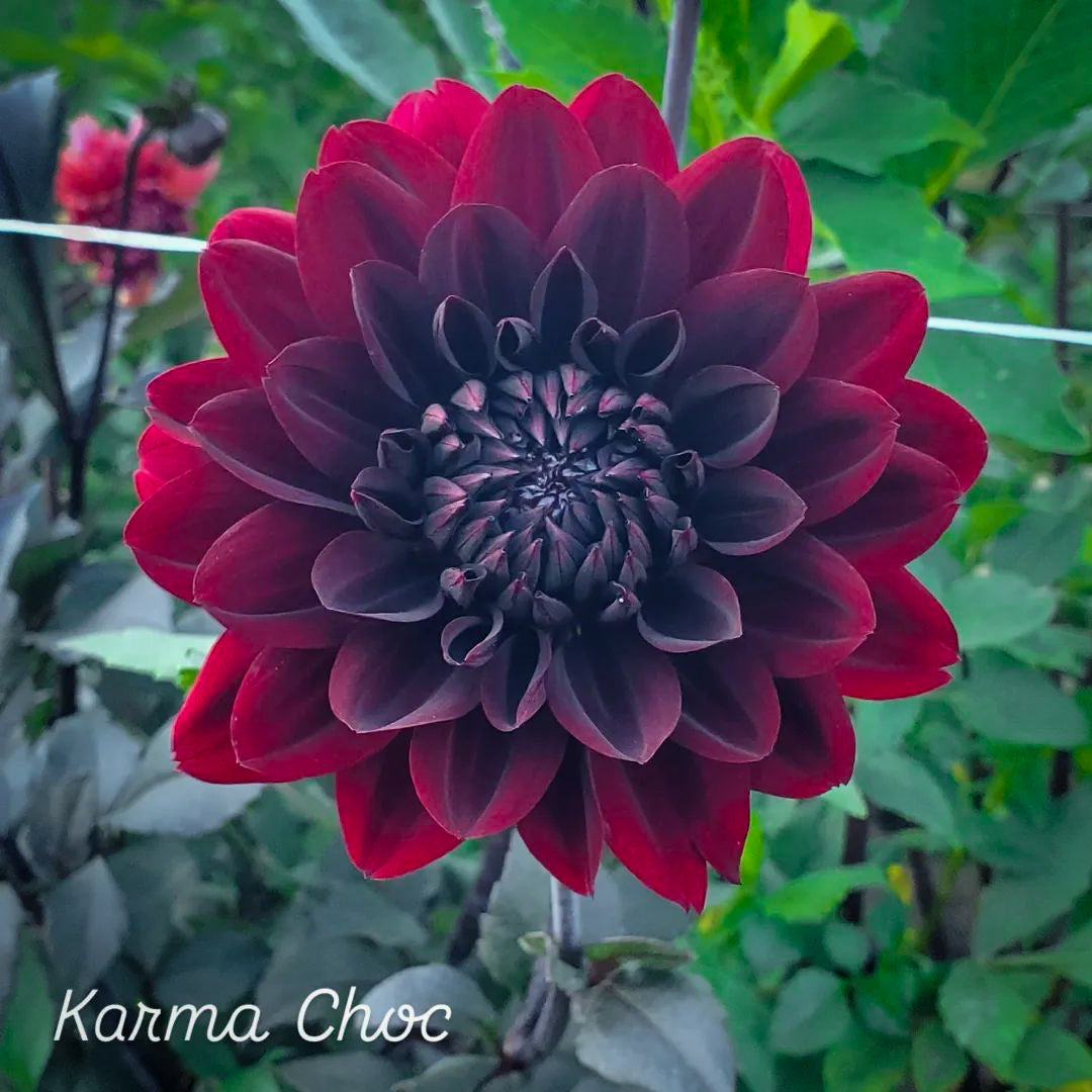 Karma Choc Formal Decorative Dahlia
