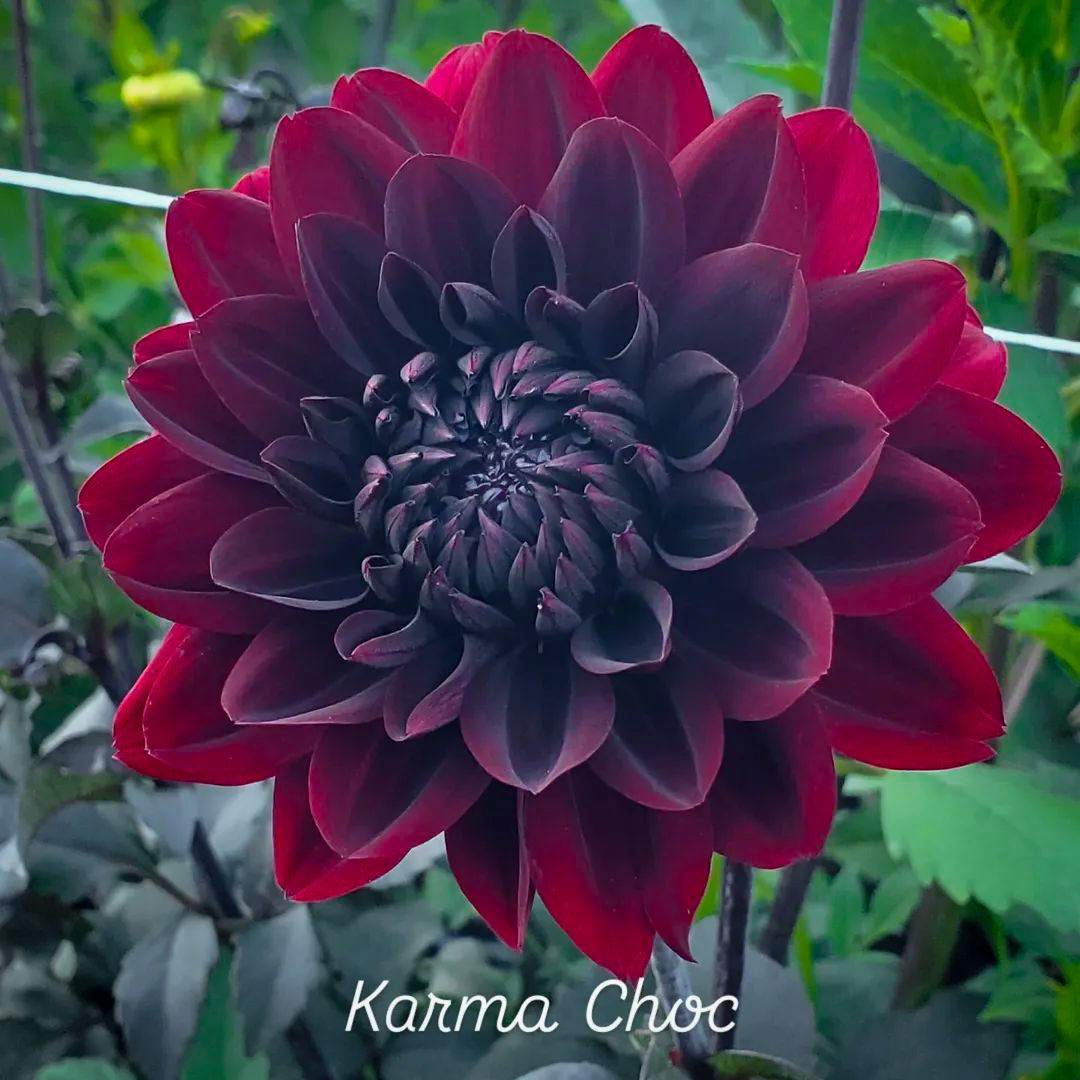 Karma Choc Formal Decorative Dahlia