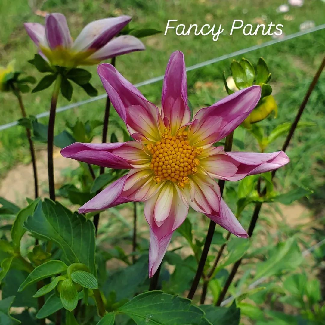 Fancy Pants Collarette (Star-Orchard) Dahlia