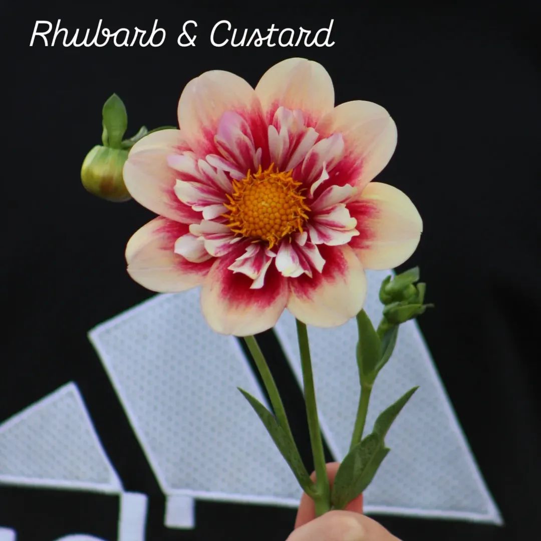 Rhubarb & Custard Collarette Dahlia
