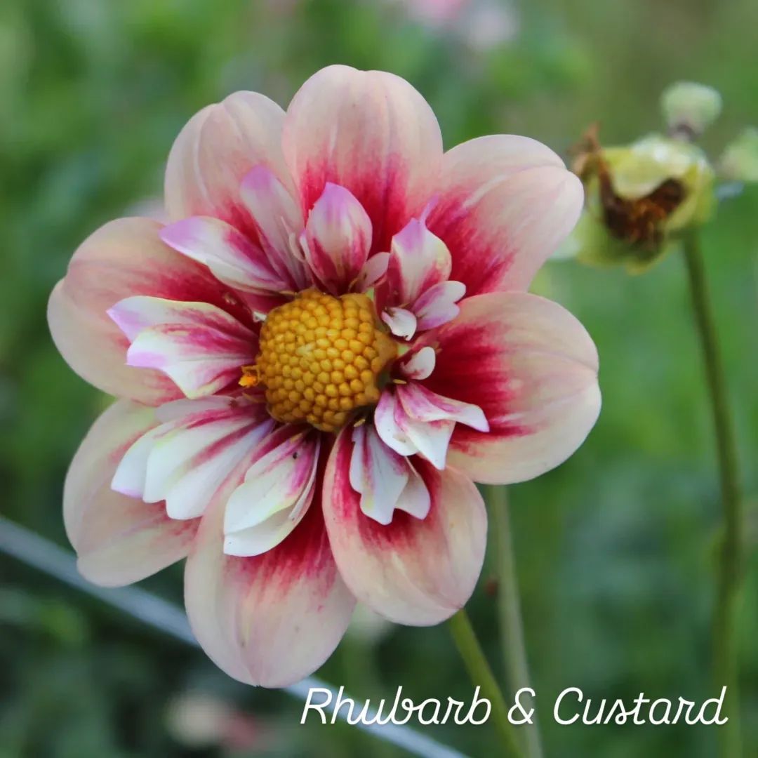 Rhubarb & Custard Collarette Dahlia
