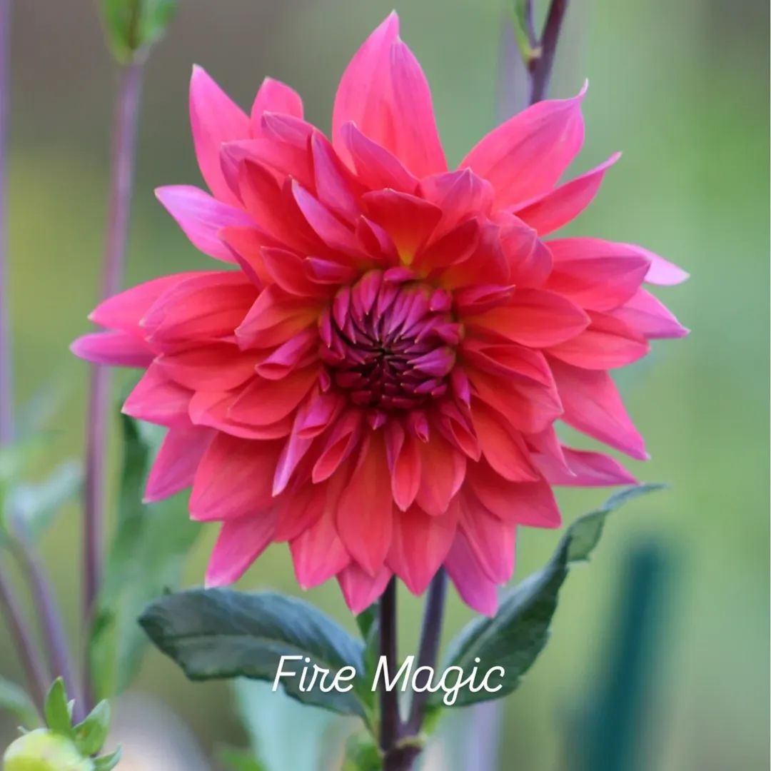 Fire Magic Decorative Dahlia