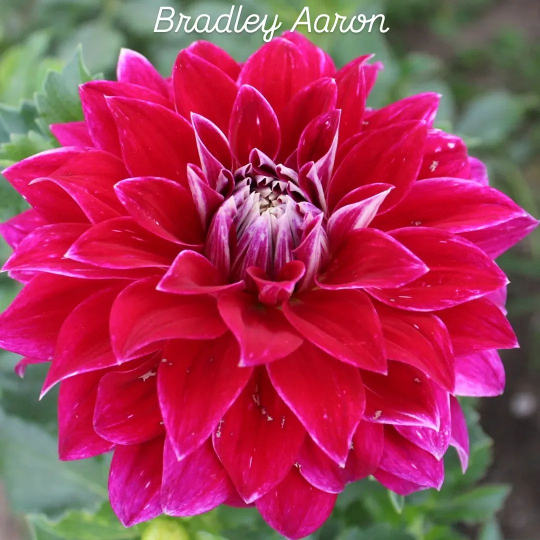 Bradley Aaron Informal Decorative Dahlia