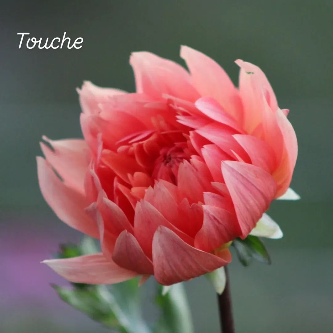 Touche Semi-Cactus Dahlia