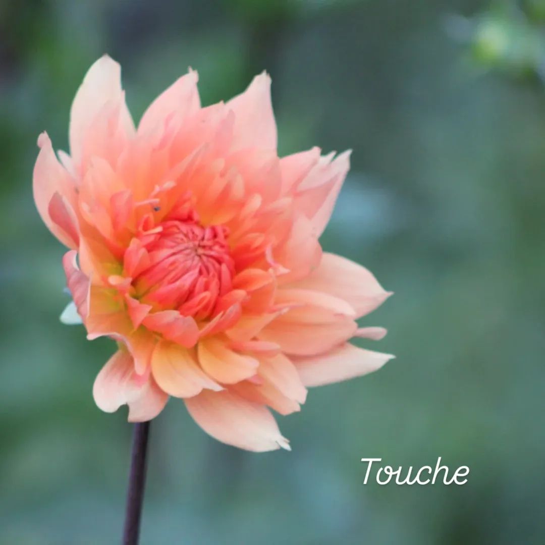 Touche Semi-Cactus Dahlia