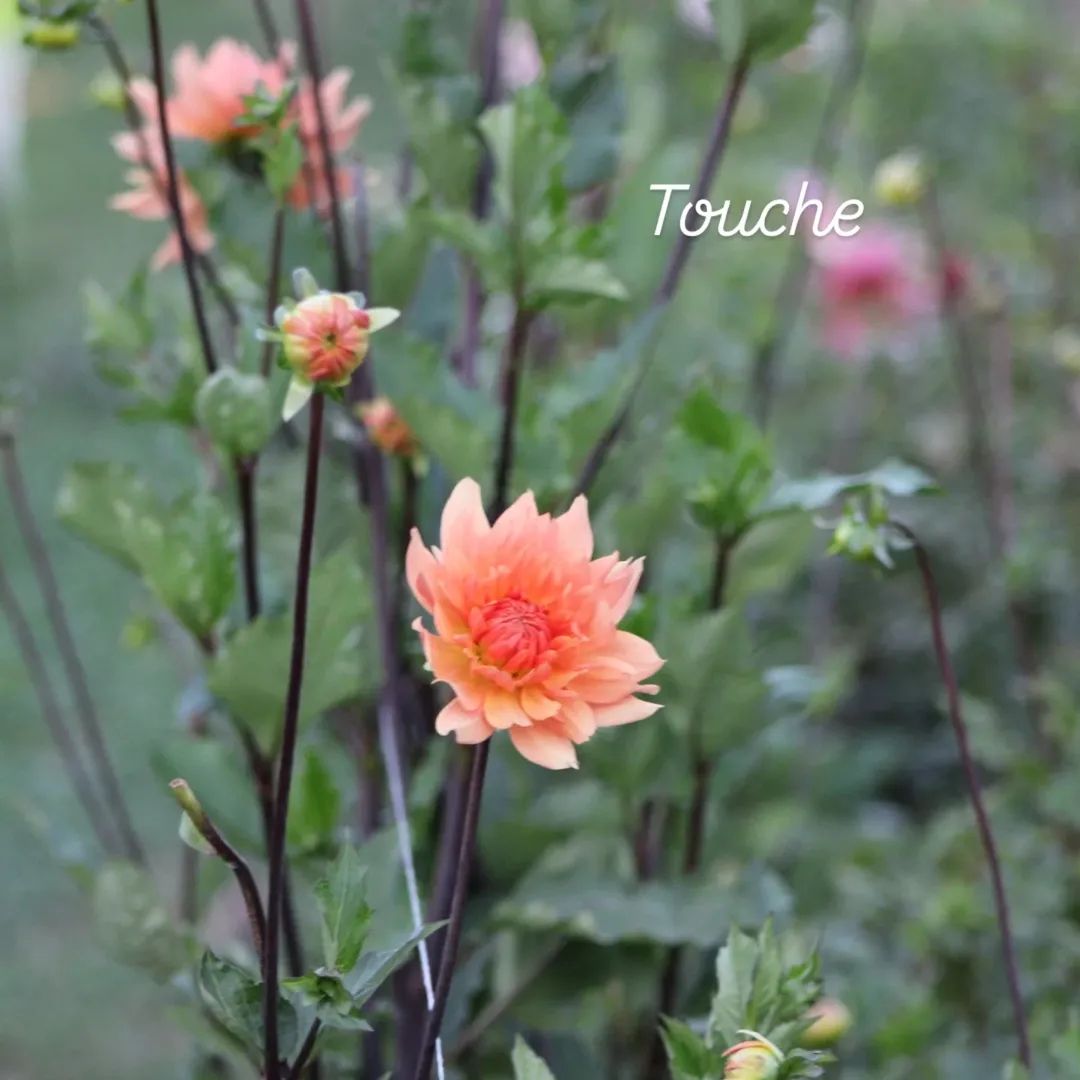 Touche Semi-Cactus Dahlia