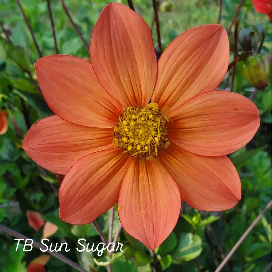 TB Sun Sugar Single Dahlia