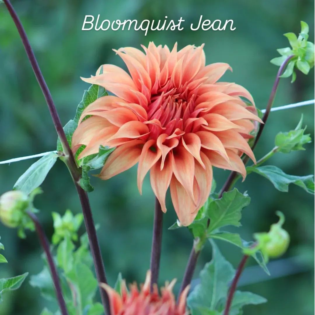 Bloomquist Jean Informal Decorative Dahlia
