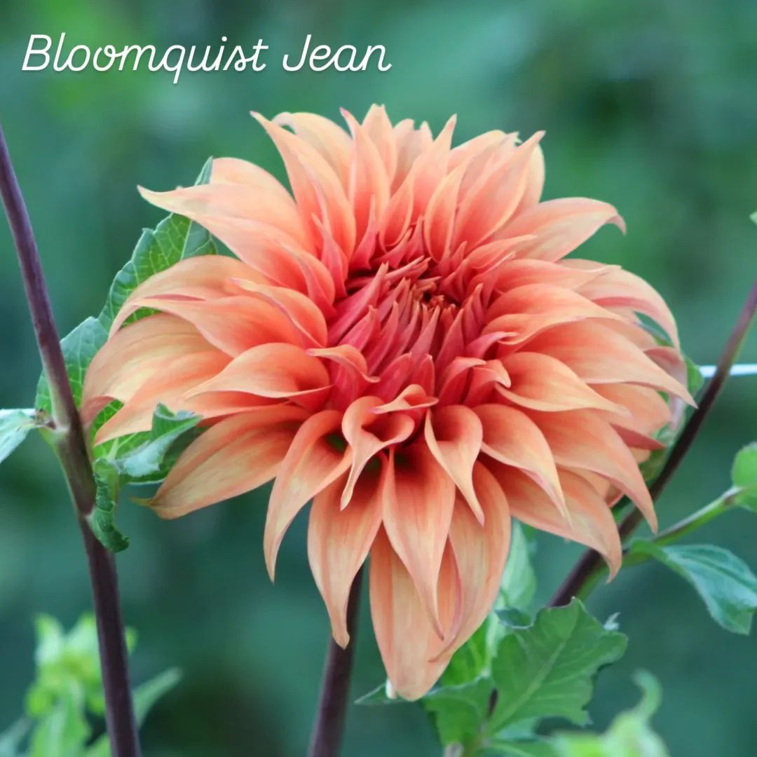 Bloomquist Jean Informal Decorative Dahlia