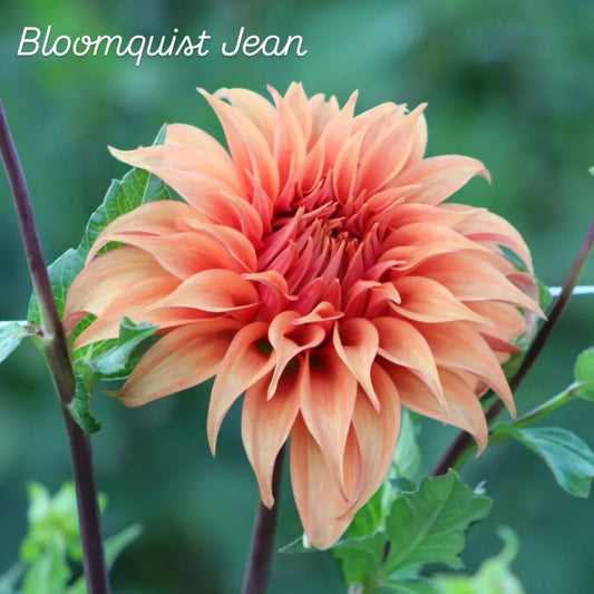 Bloomquist Jean Informal Decorative Dahlia