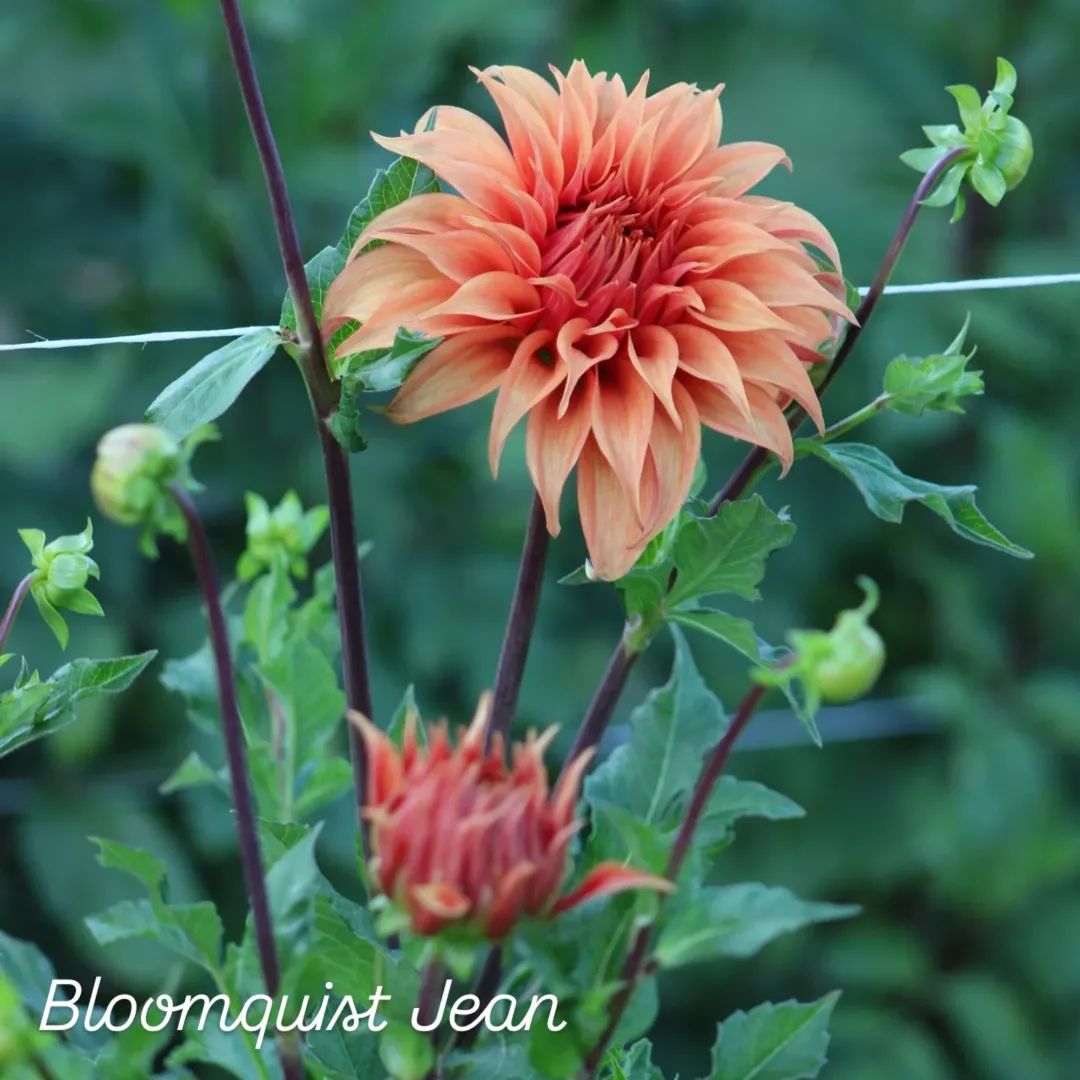 Bloomquist Jean Informal Decorative Dahlia