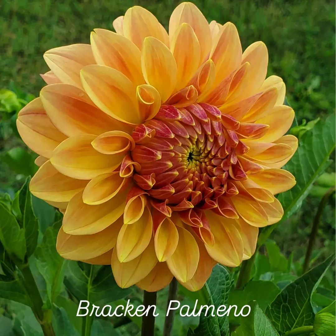 Bracken Palomino Decorative Dahlia