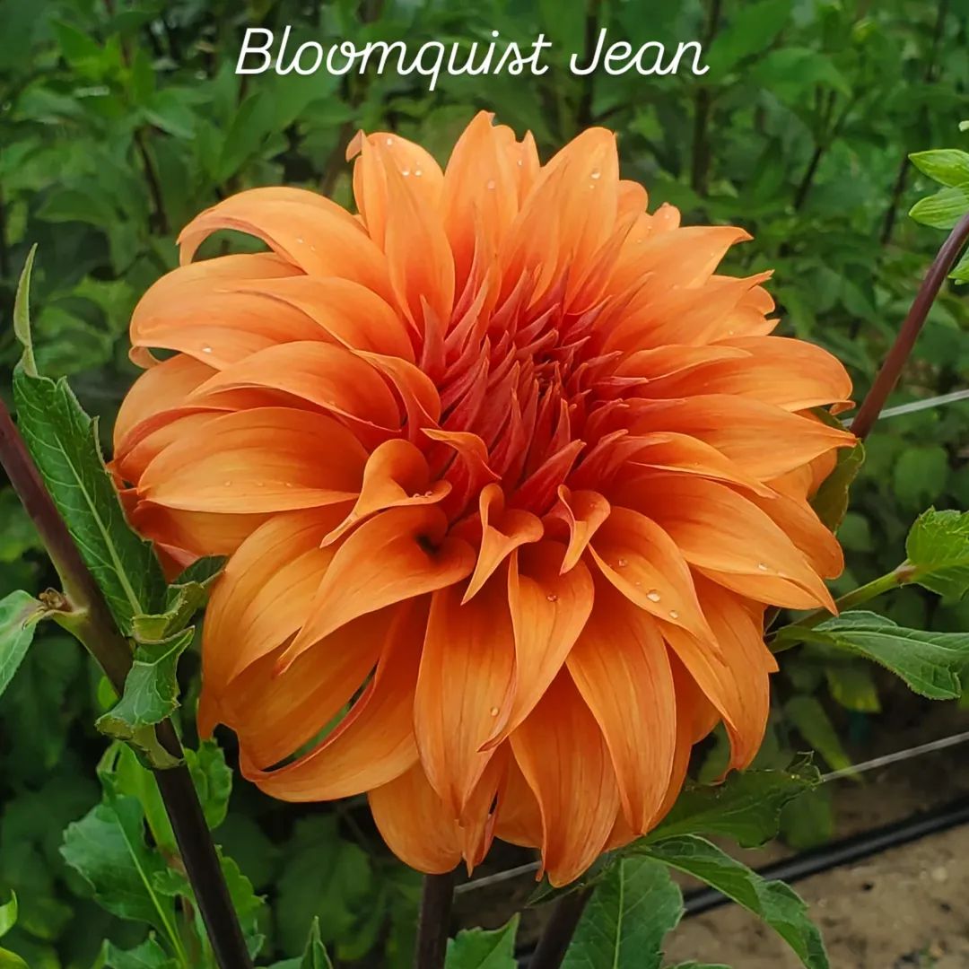 Bloomquist Jean Informal Decorative Dahlia