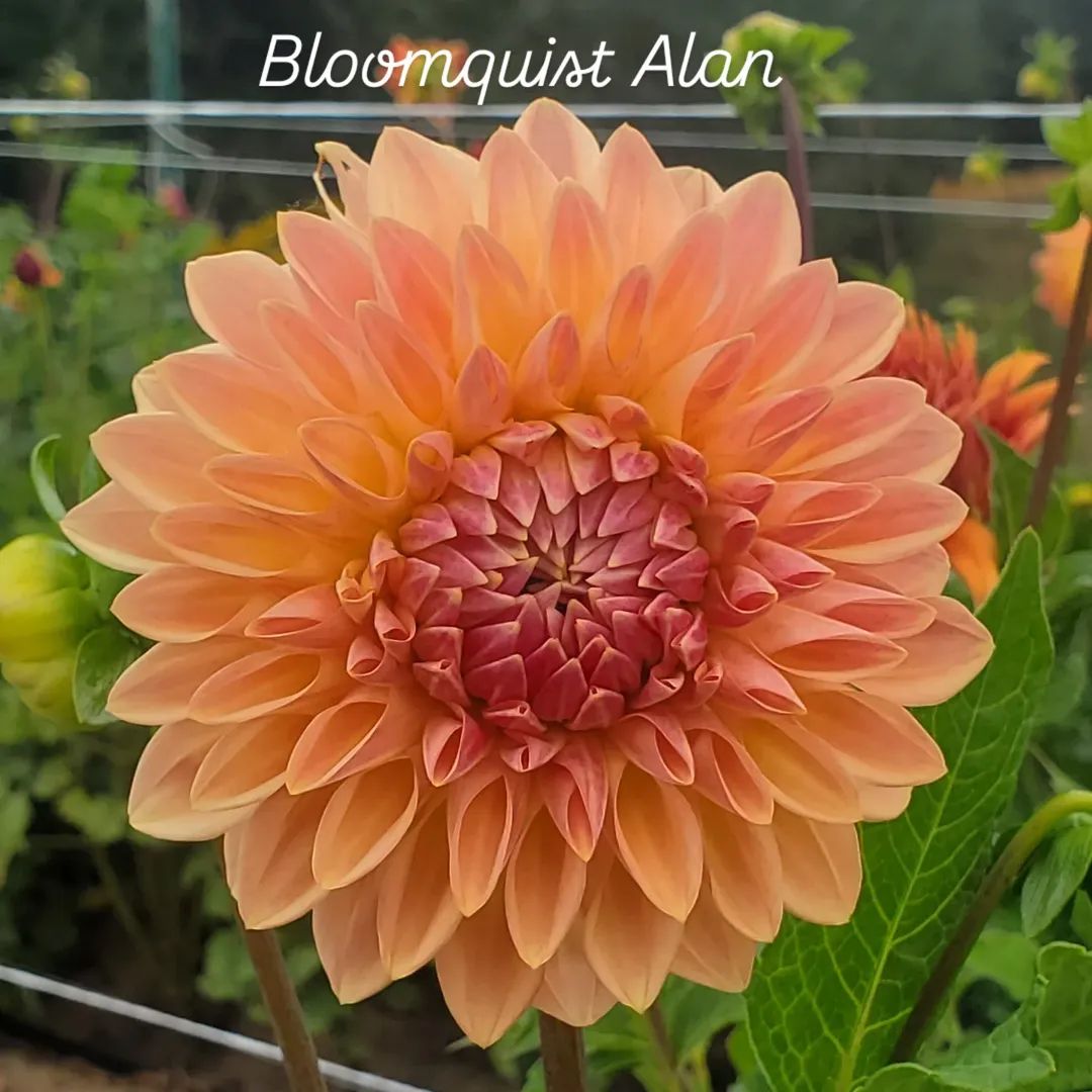 Bloomquist Alan Formal Decorative Dahlia