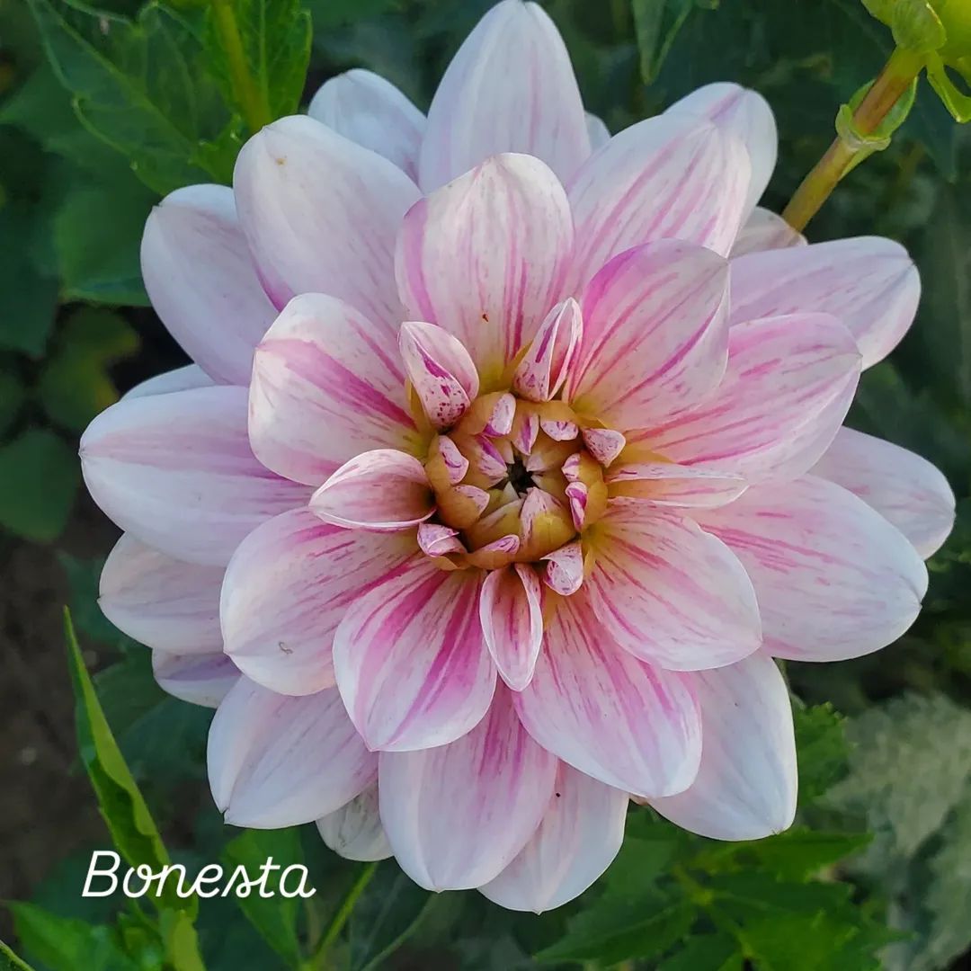 Bonesta Decorative Dahlia
