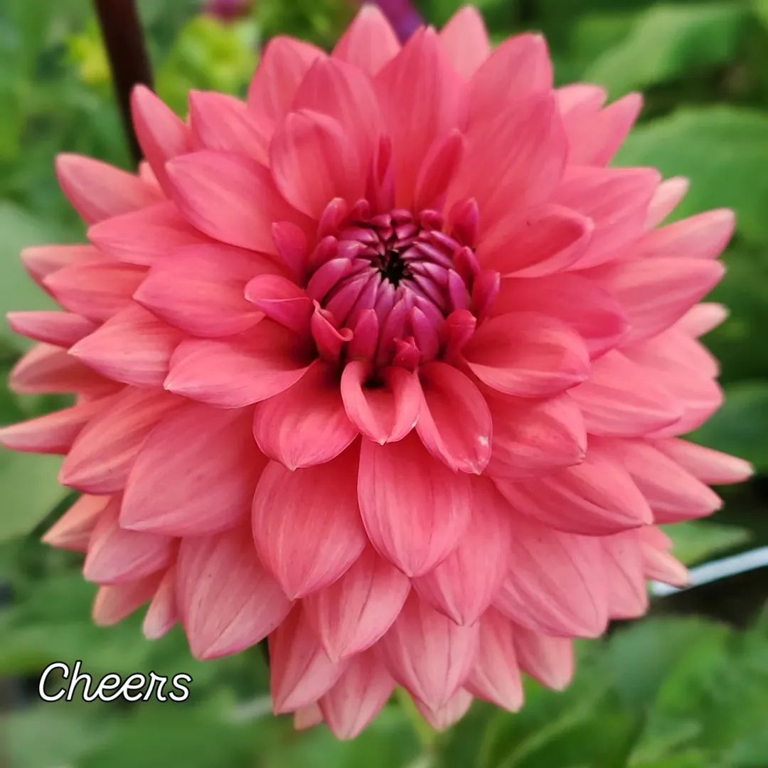 Cheers Informal Decorative Dahlia
