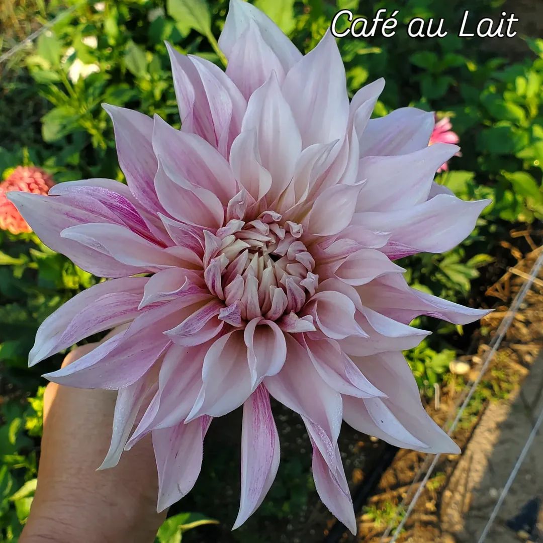 Café au Lait Informal Decorative