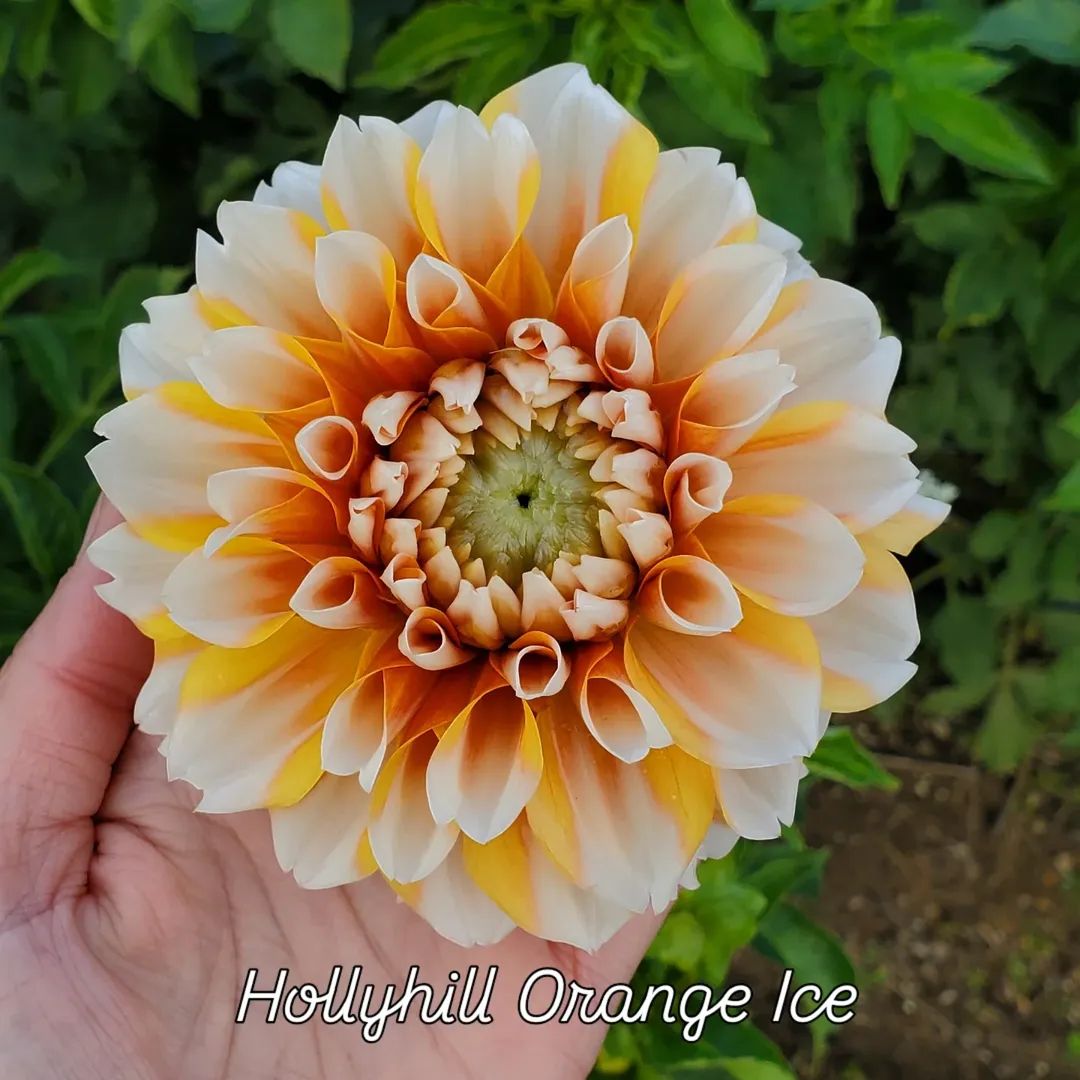 Hollyhill Orange Ice Formal Decorative Dahlia
