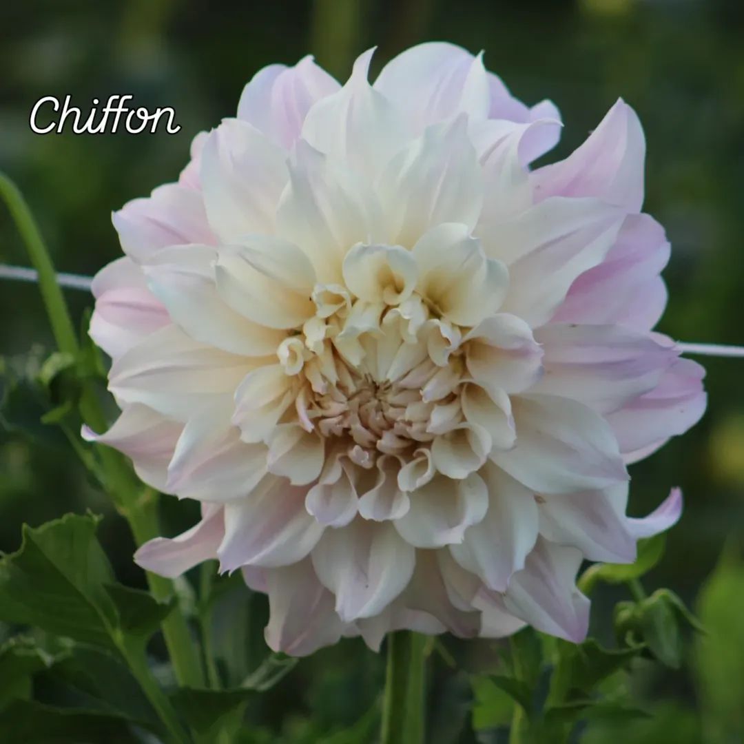 Chiffon Informal Decorative Dahlia