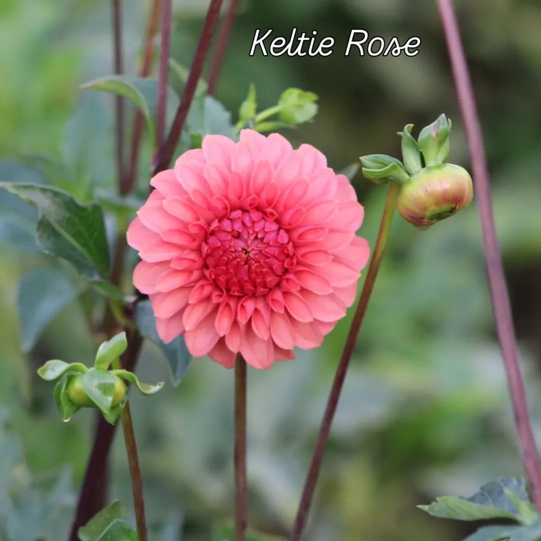 Keltie Rose Formal Decorative Dahlia