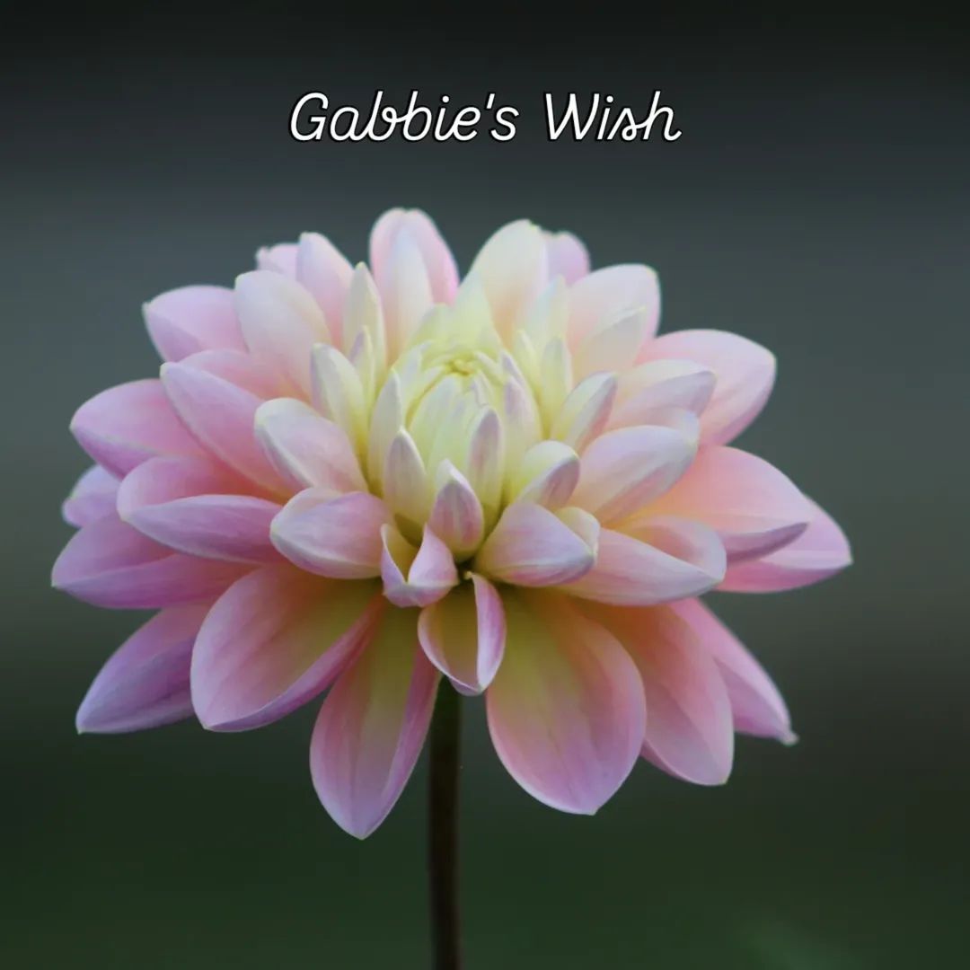 Gabbie's Wish Formal Decorative Dahlia