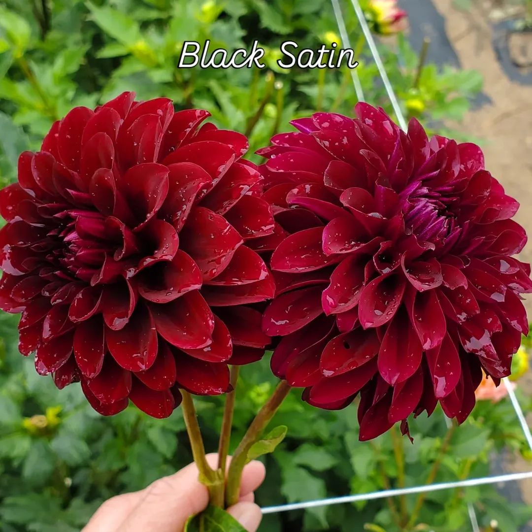 Black Satin Decorative Dahlia