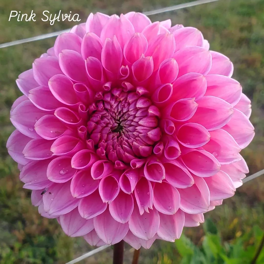 Pink Sylvia Decorative Dahlia