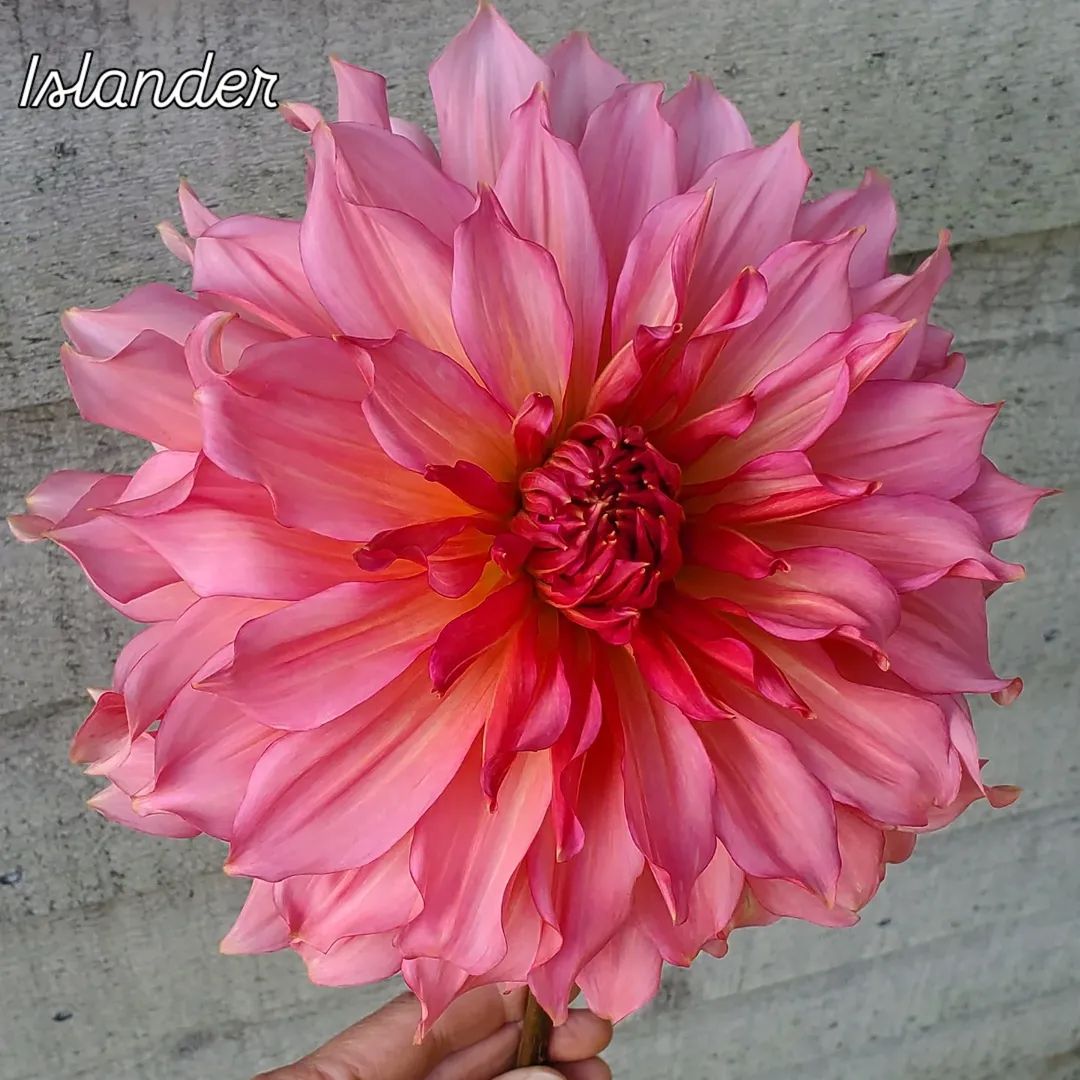 Islander Informal Decorative Dahlia
