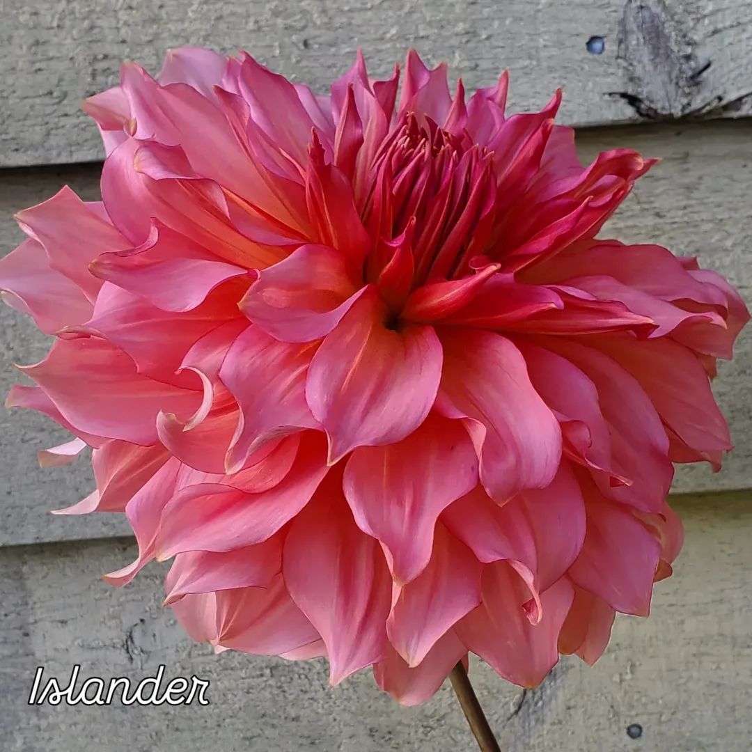 Islander Informal Decorative Dahlia