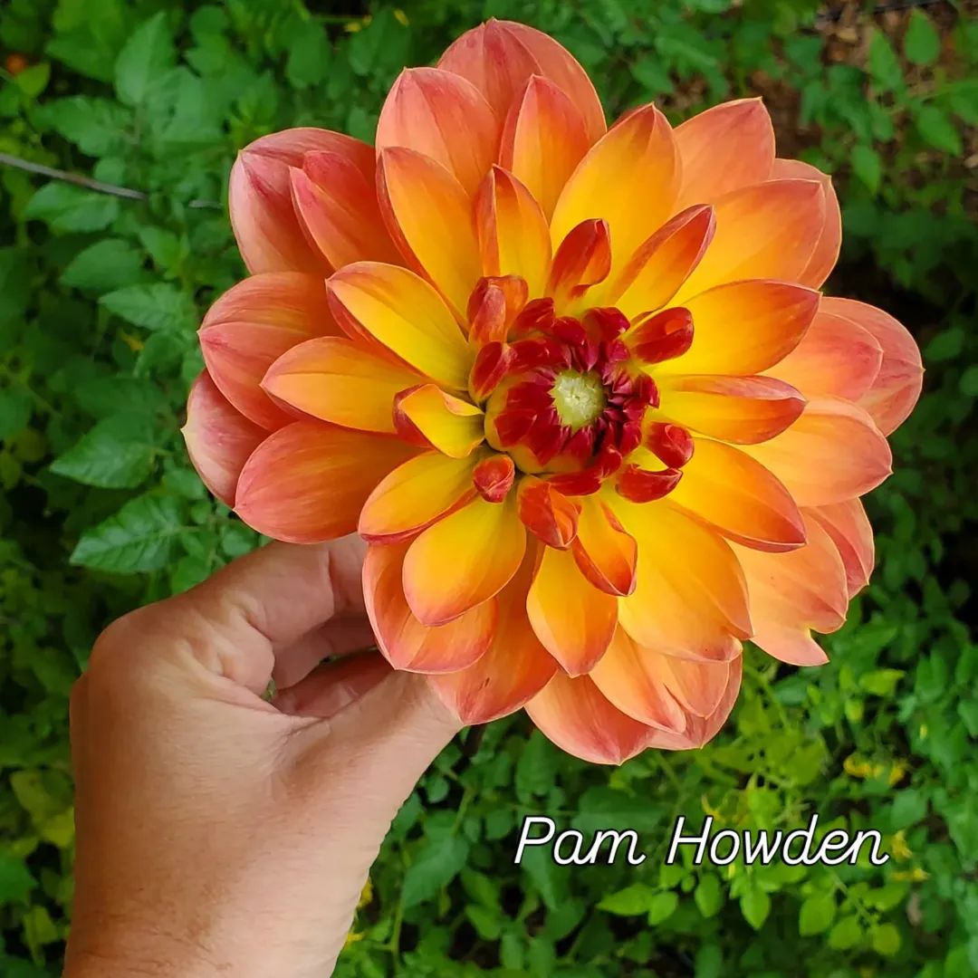 Pam Howden Waterlily Dahlia
